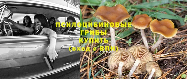 шишки Новозыбков